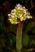 Saxifraga integrifolia 17-2657